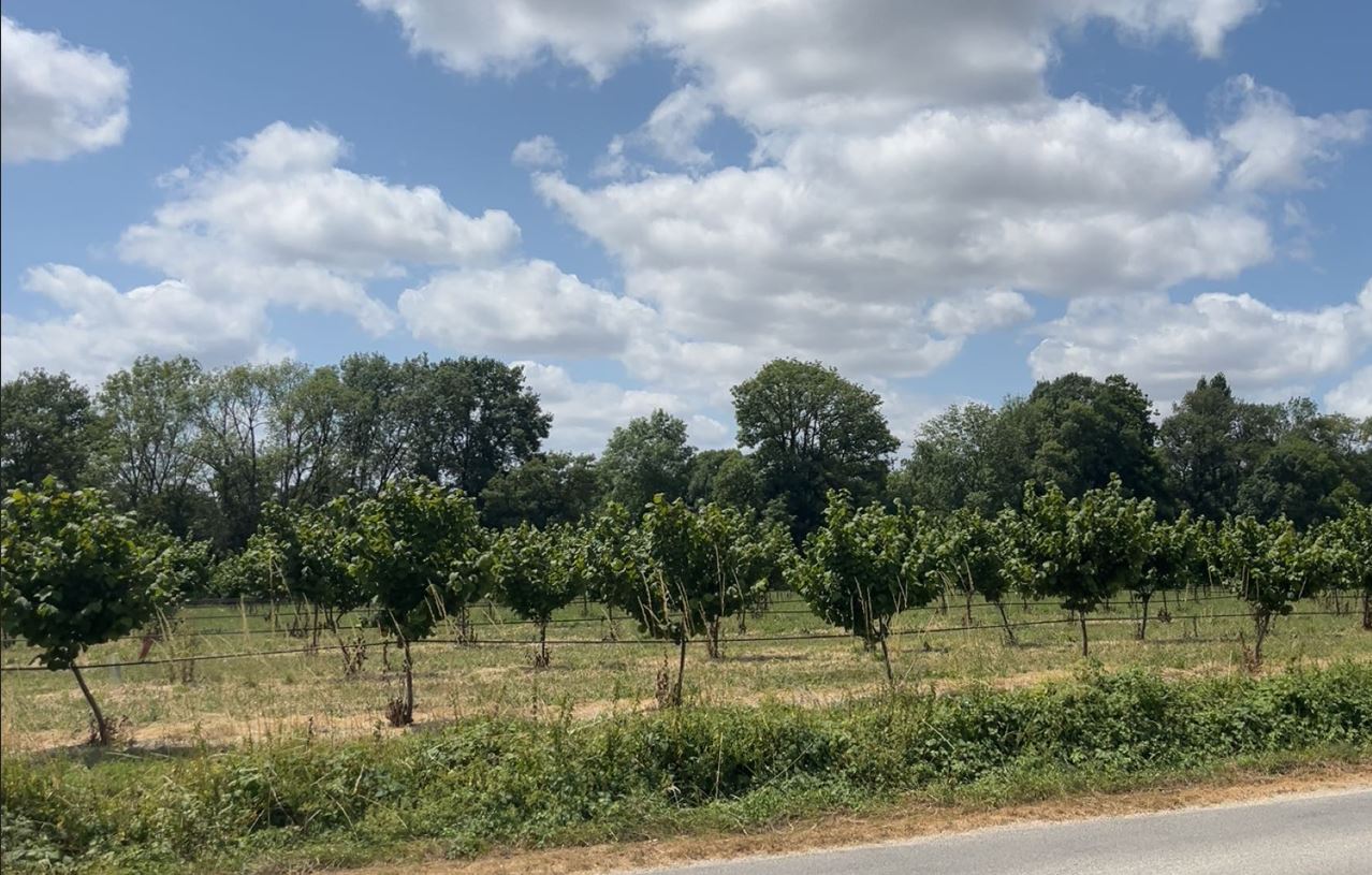 Plantation de noisetiers en Charente