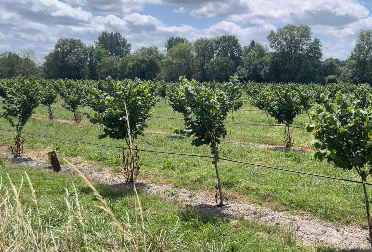 Plantation de noisetiers en Charente — 2