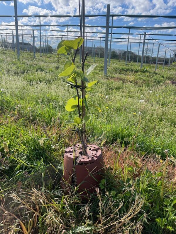 Nouveau verger de kiwis à La Ferme de Montagut — 2