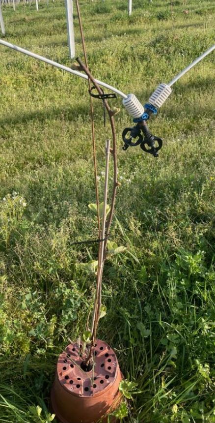 Nouveau verger de kiwis à La Ferme de Montagut — 1