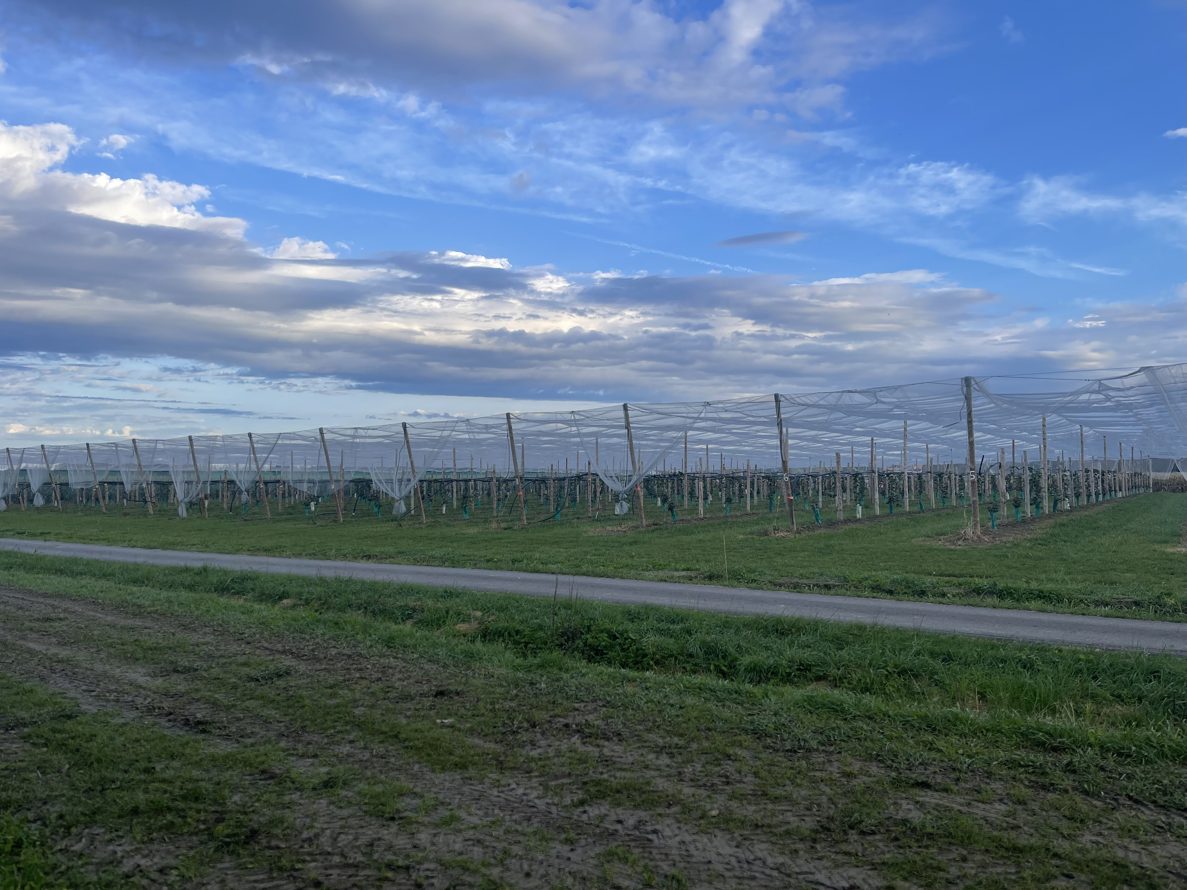 Nouvelle plantation de kiwis chez M. Dasquet — 2