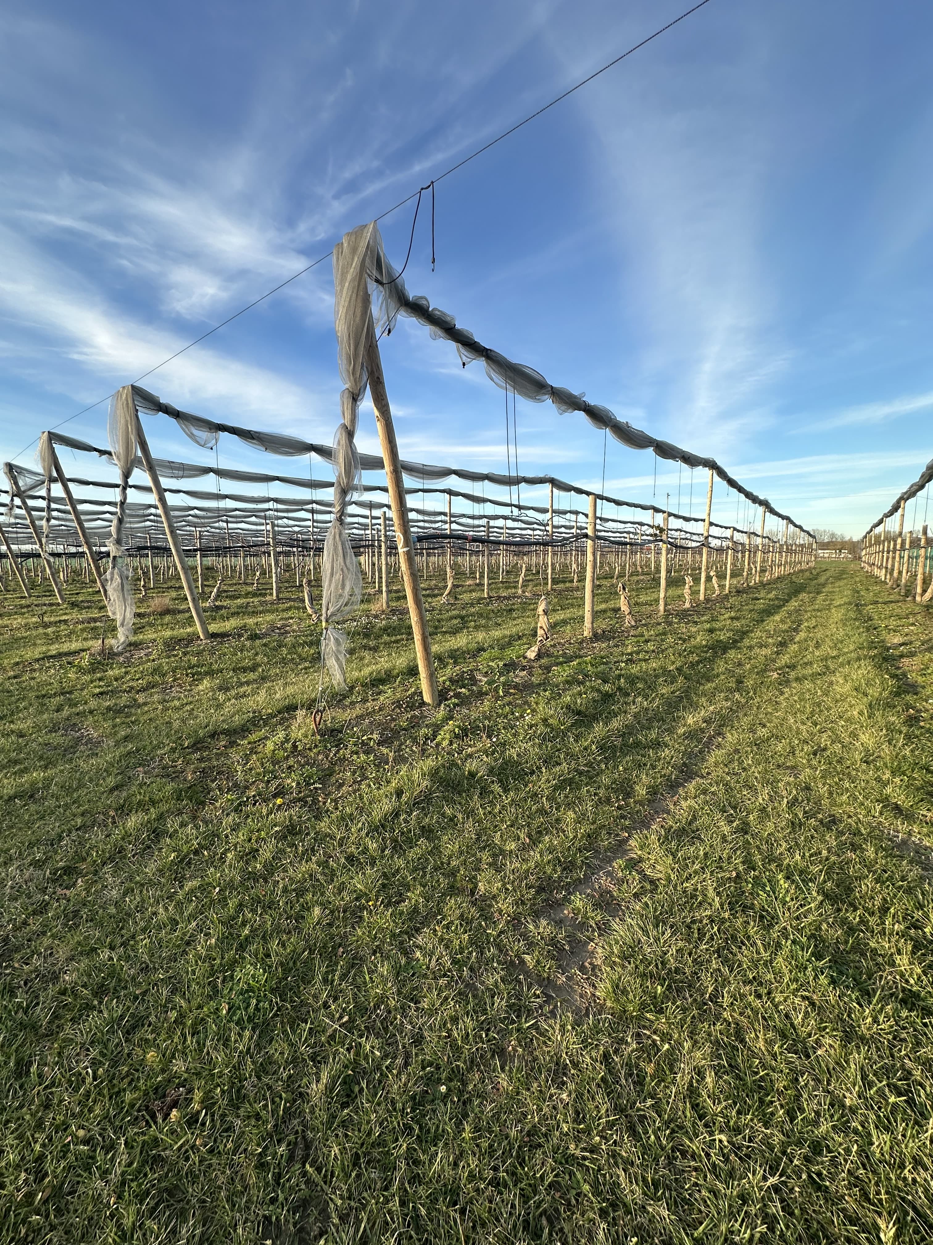 Nouvelle plantation de kiwis chez M. Dasquet — 1
