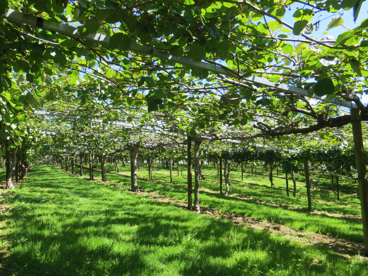 Plantation d'un verger de kiwis chez Madame Arhie