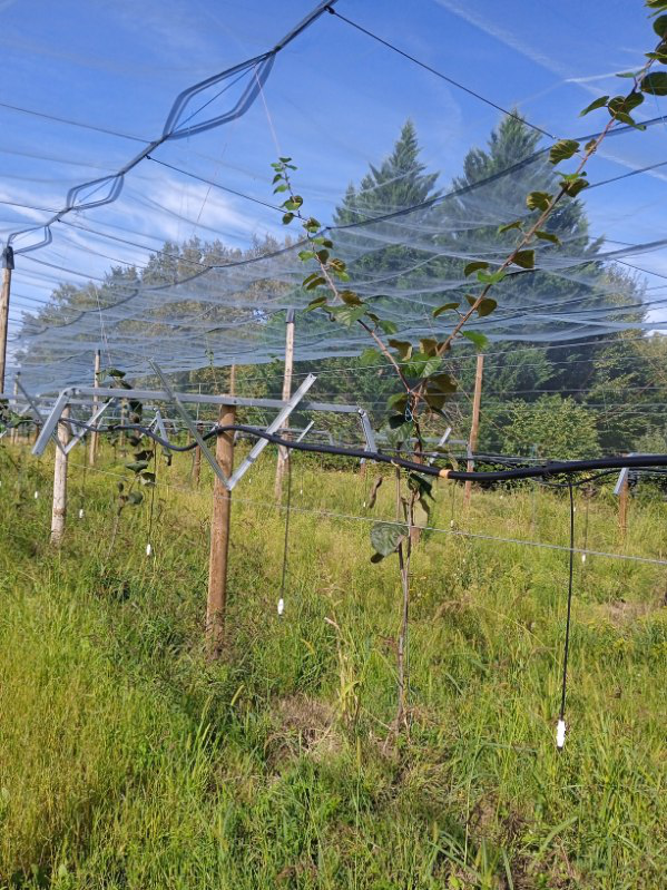 Création d'un verger de kiwis dans les Landes — 2