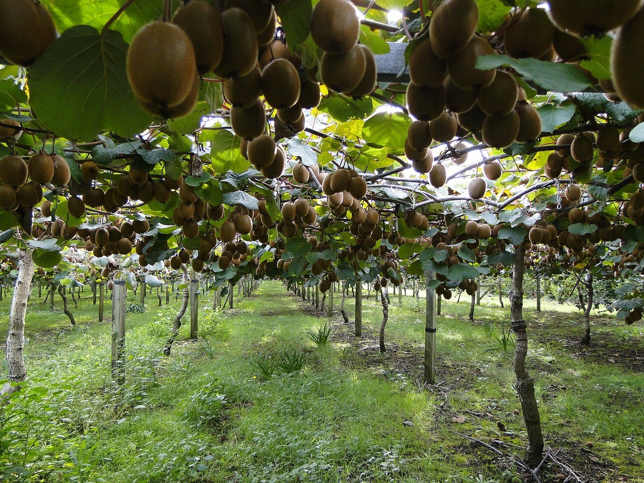 Création d'un verger de kiwis dans les Pyrénées-Atlantiques