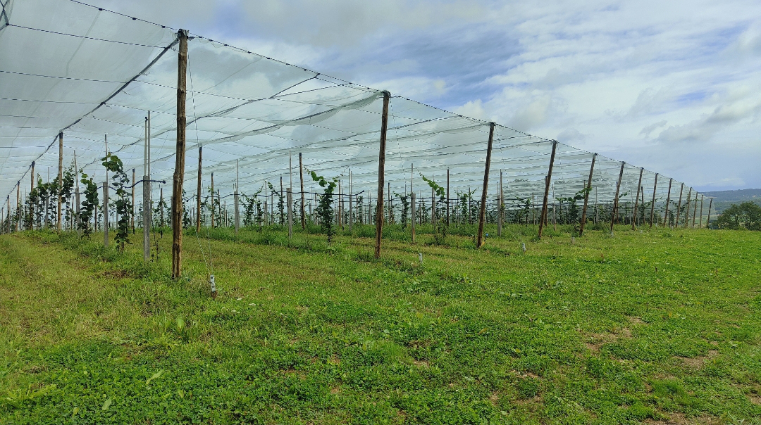 Plantation de kiwis bio chez M. Podenas — 1