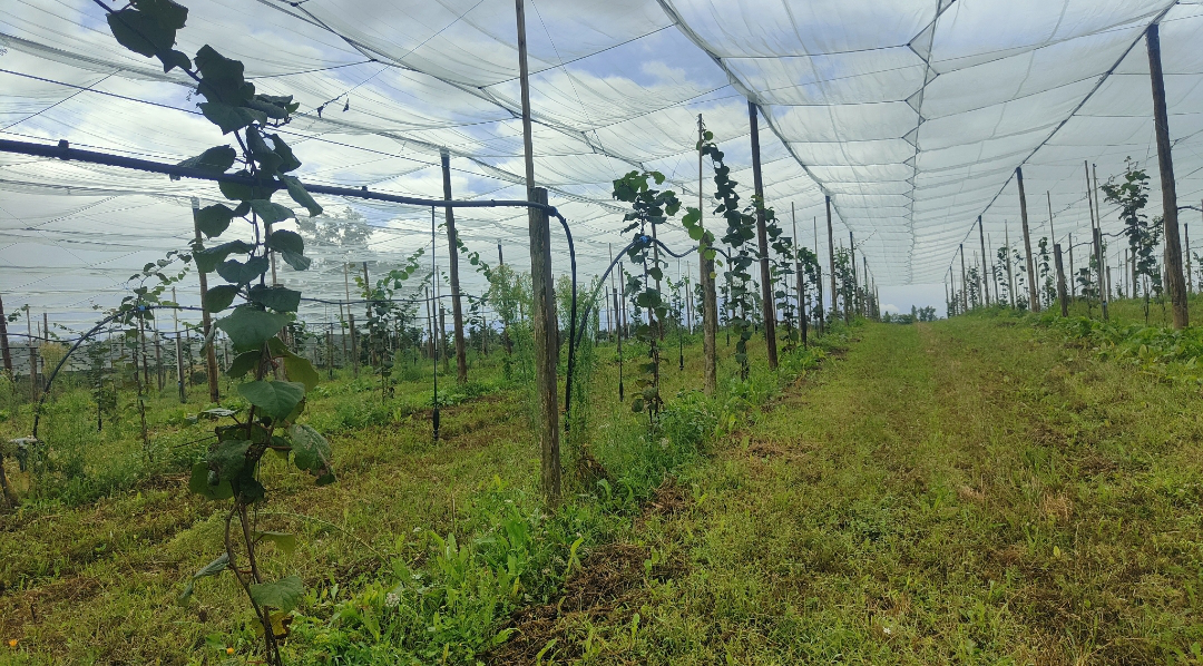 Plantation de kiwis bio chez M. Podenas — 2