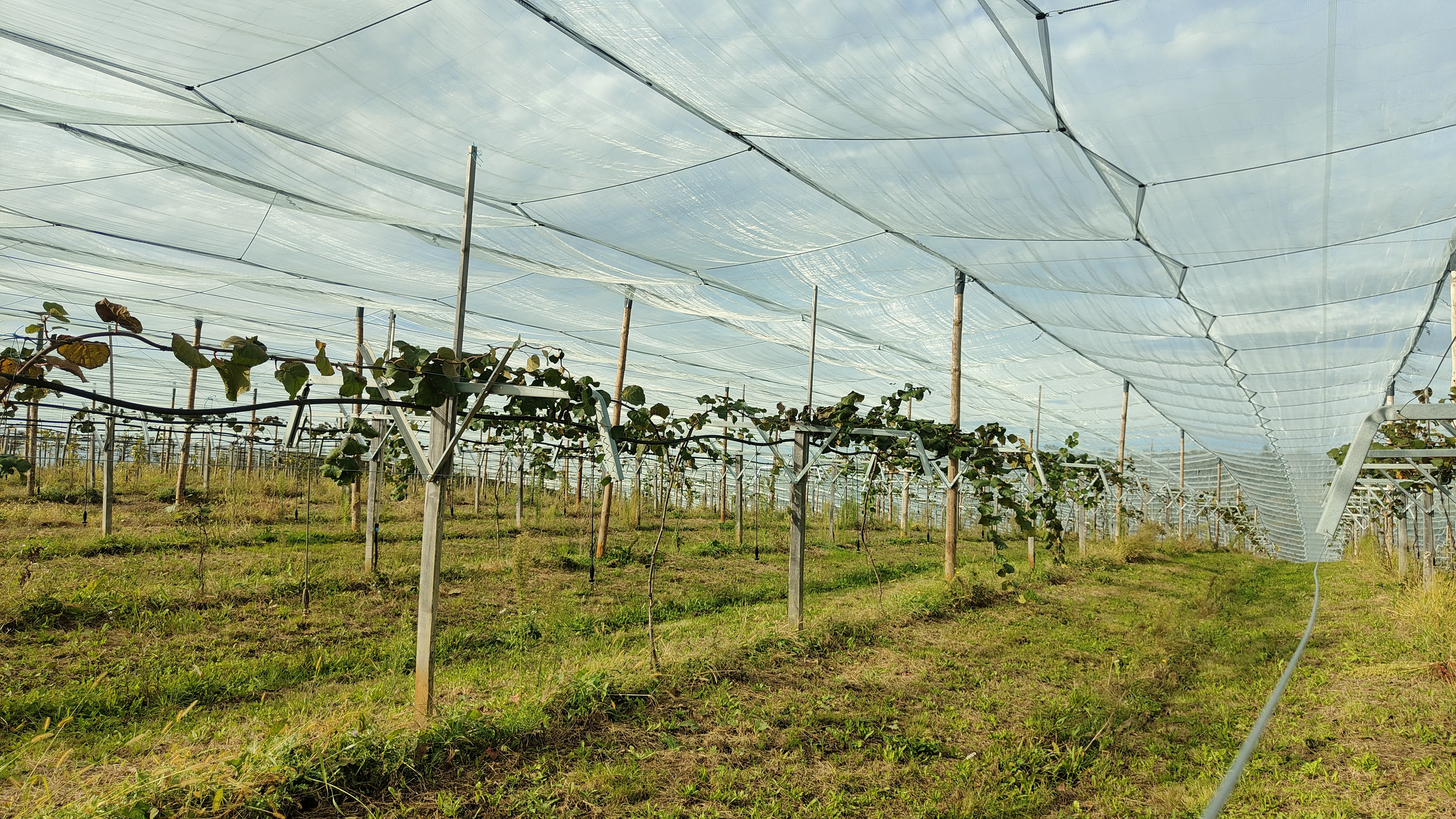 Plantation de kiwis bio chez M. Podenas