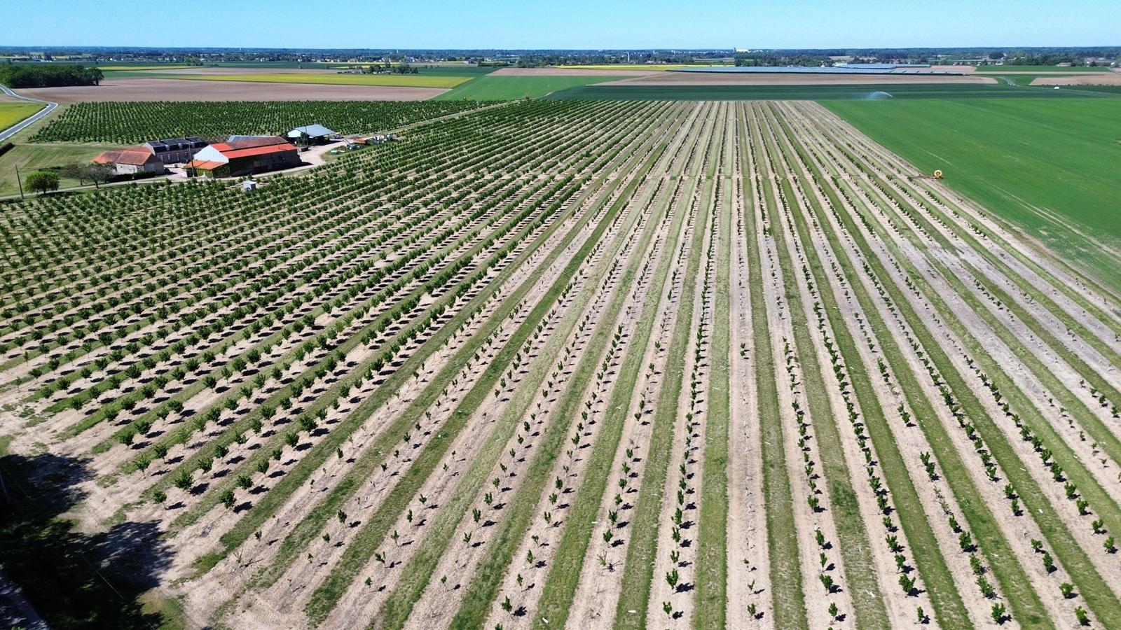 Plantation of 8 hectares of hazelnut trees in the Loiret — 1