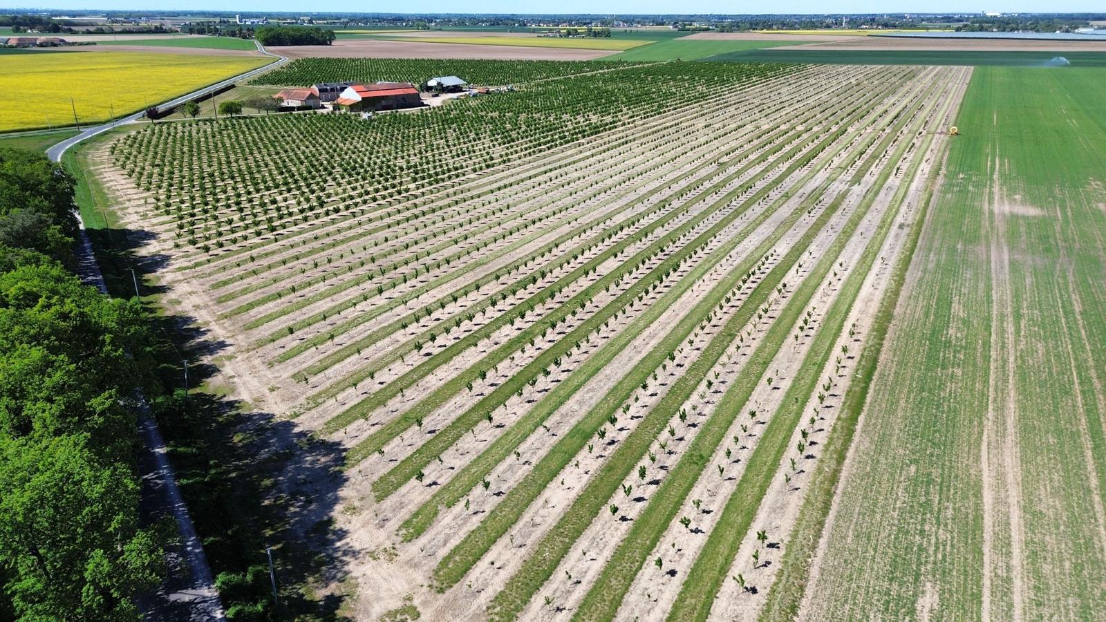 Plantation of 8 hectares of hazelnut trees in the Loiret — 2