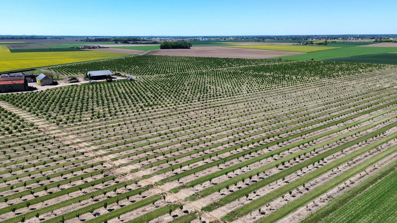 Plantation of 8 hectares of hazelnut trees in the Loiret