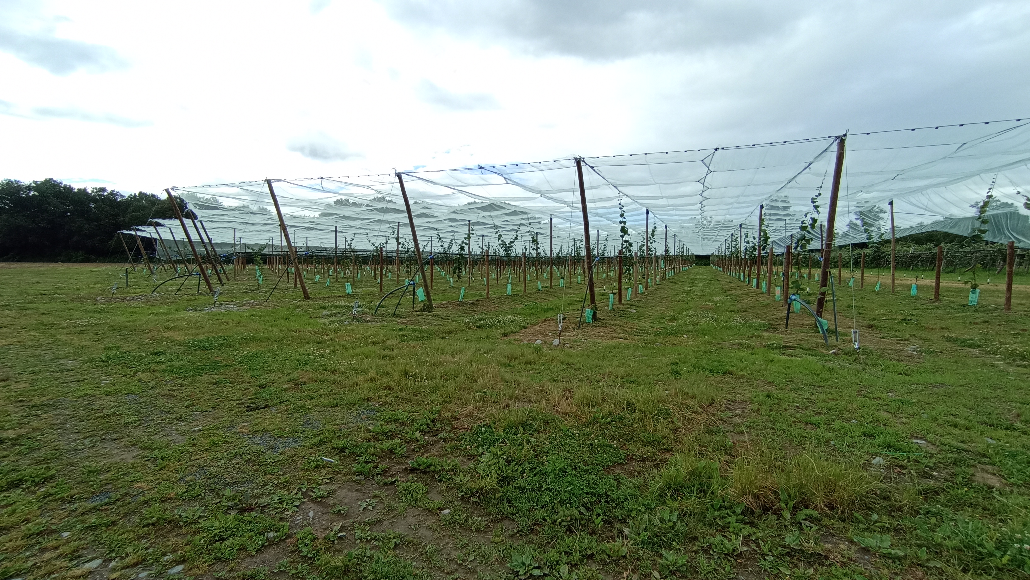 Plantation de kiwis à l'EARL de Loos — 1