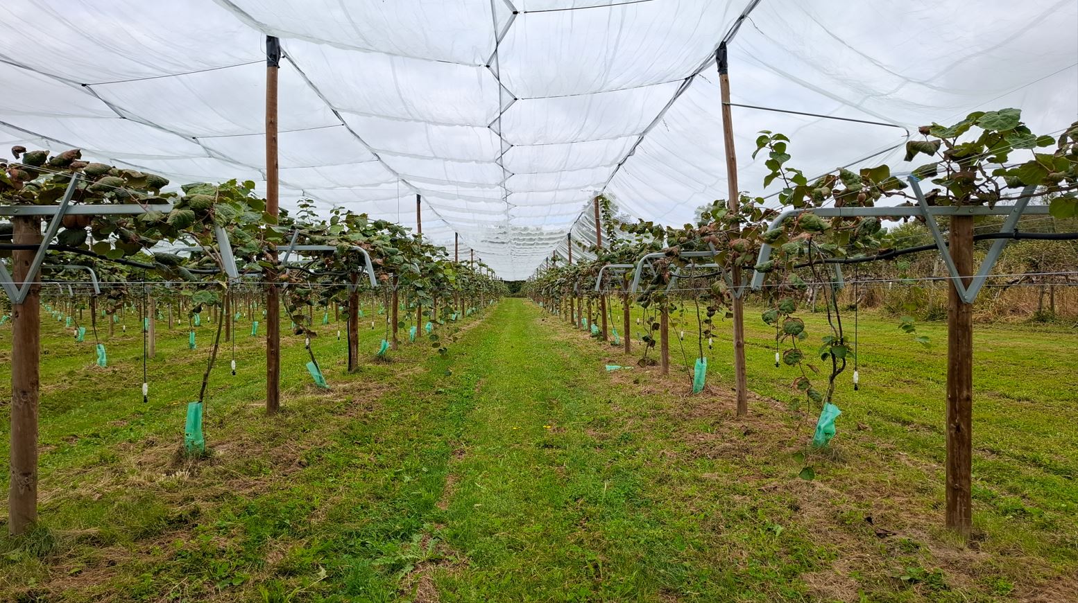 Plantation de kiwis à l'EARL de Loos