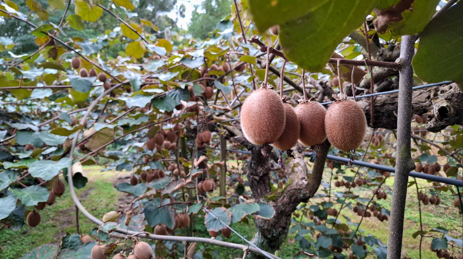 Plantation de kiwis à l'EARL de Loos — 2