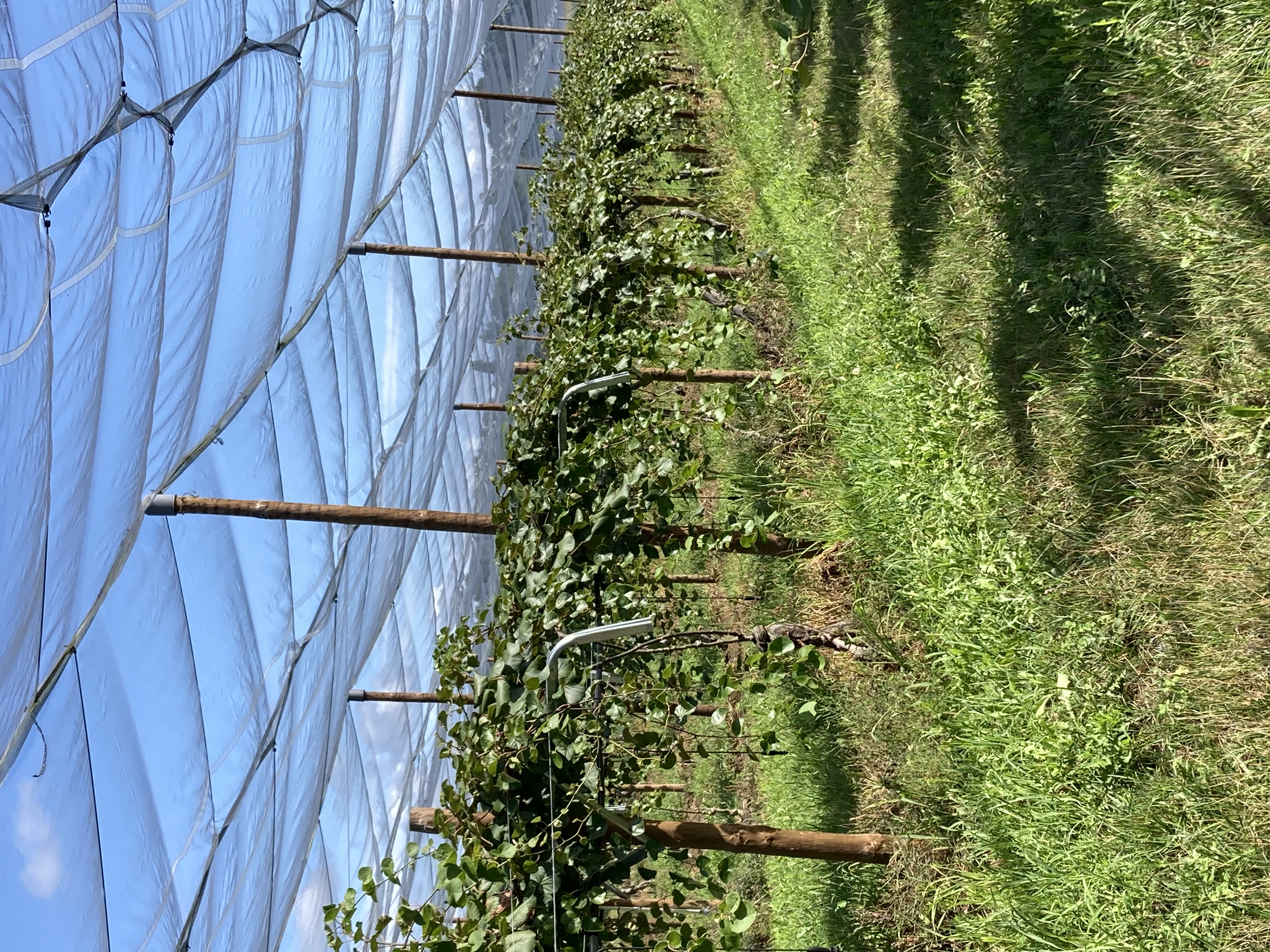 Nouvelle plantation de kiwis à l'EARL Isabe