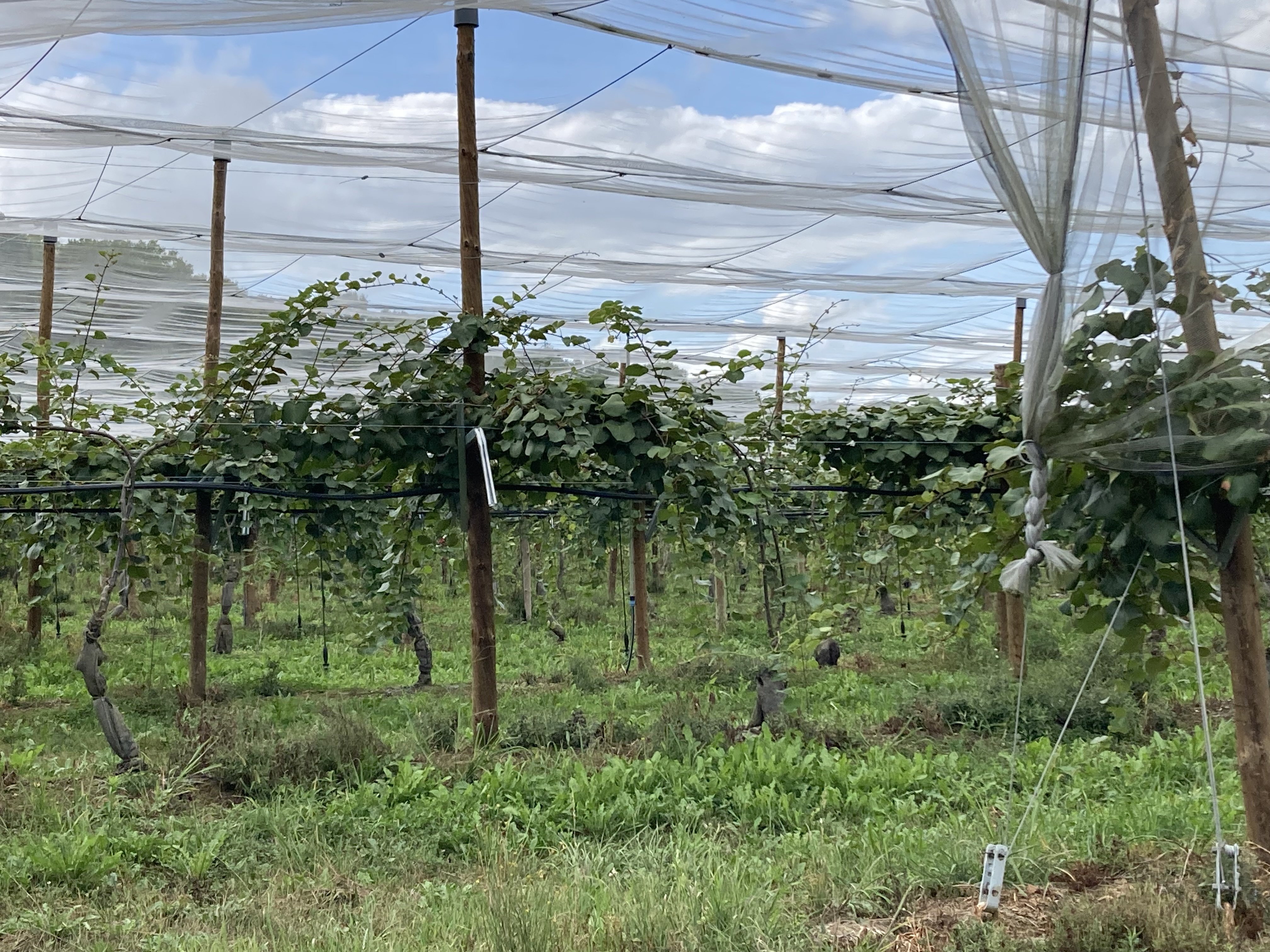 Nouvelle plantation de kiwis à l'EARL Isabe — 1