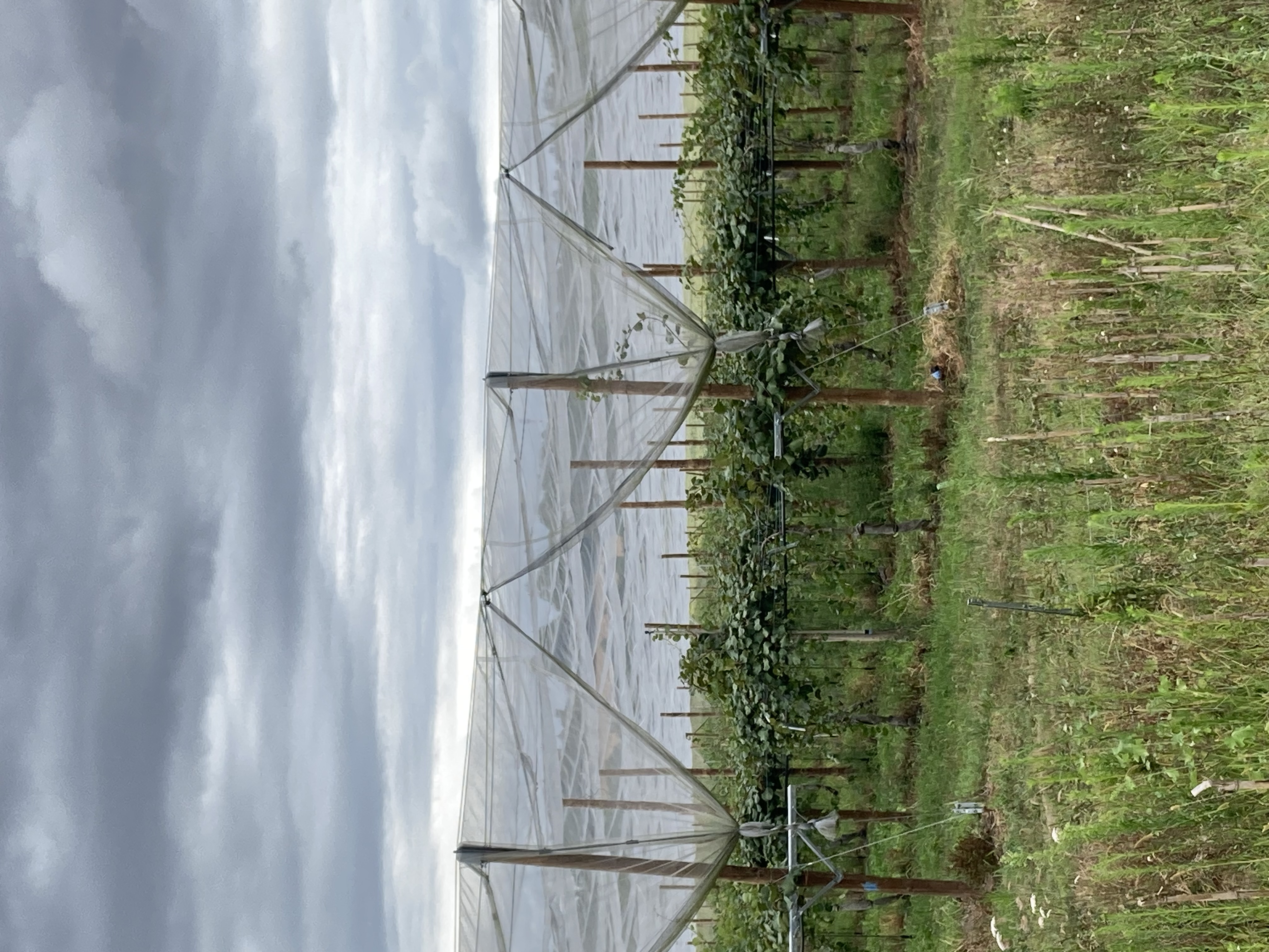 Nouvelle plantation de kiwis à l'EARL Isabe — 2