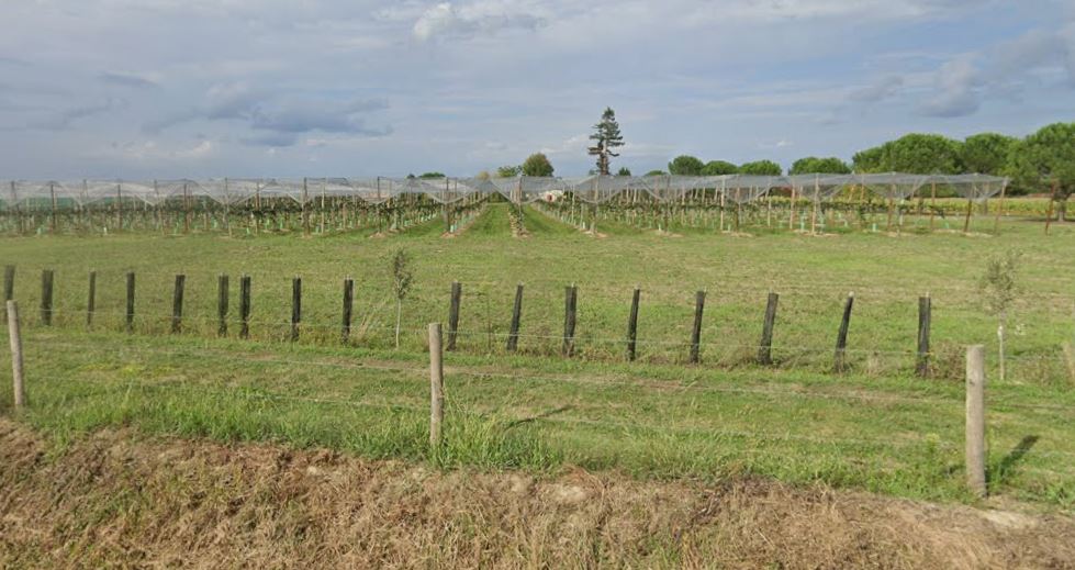 Nouvelle plantation de kiwis dans l'exploitation de Patrick Blanc — 1
