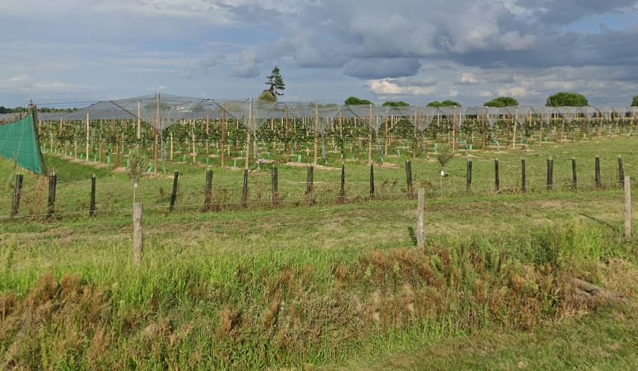 Nouvelle plantation de kiwis dans l'exploitation de Patrick Blanc