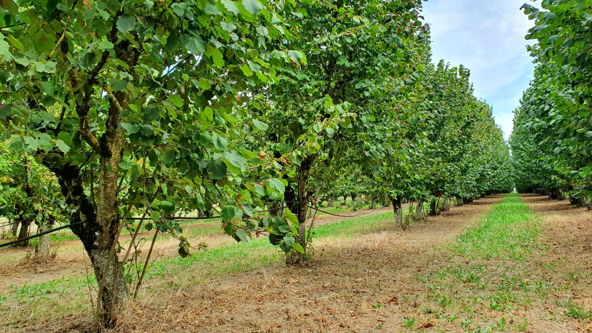 Extension d'un verger dans le Tarn-et-Garonne